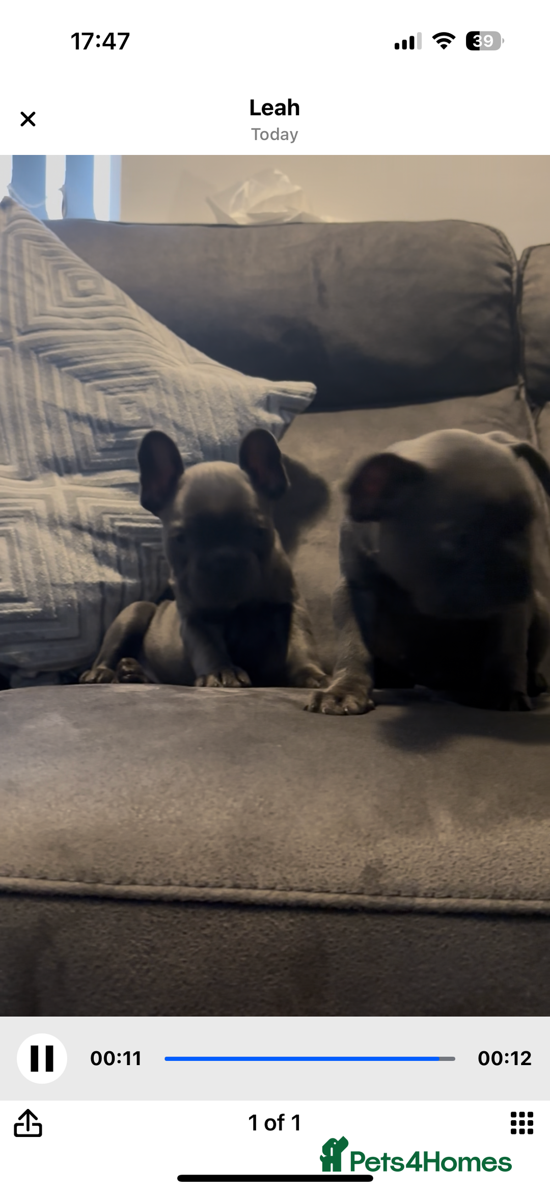 French Bulldog dogs for sale: French bulldogs puppies  - Image 7