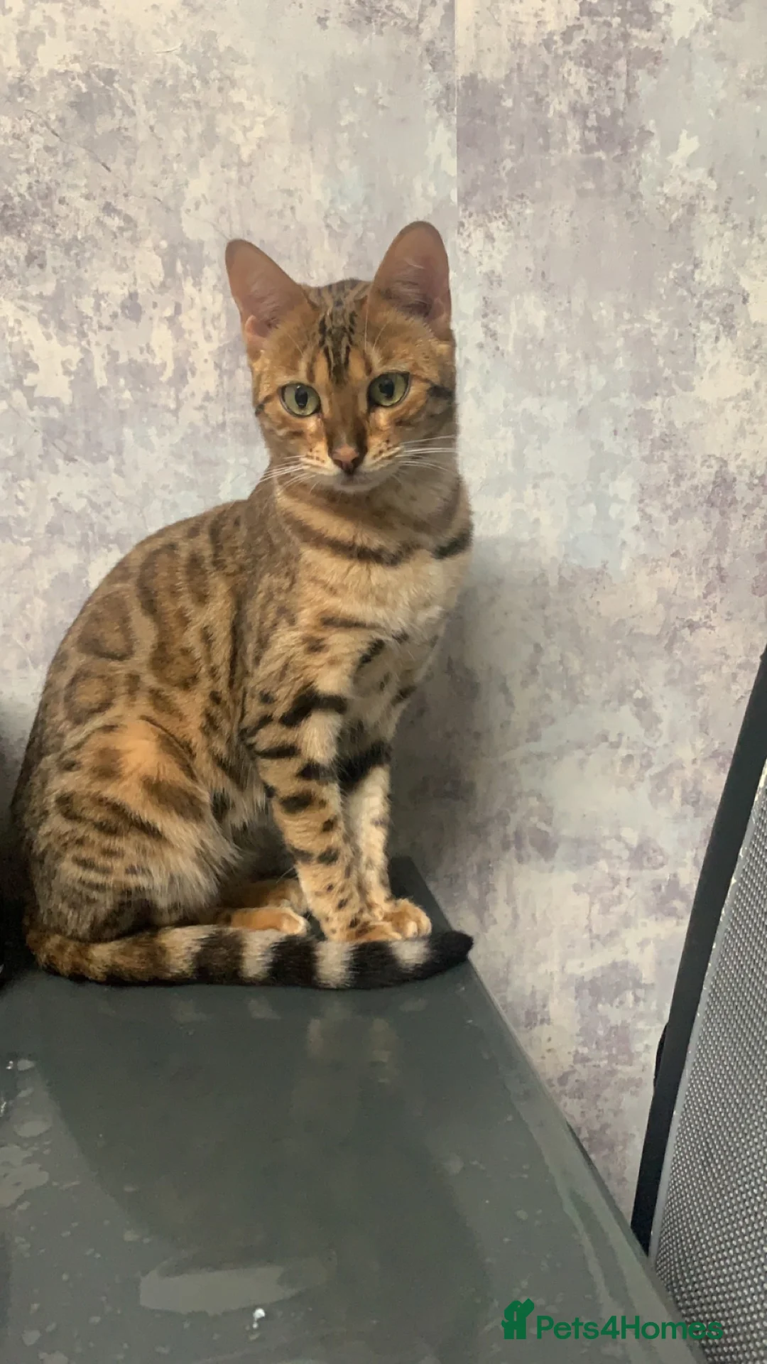 Bengal cats for sale: Beautiful Bengal female for sale - Advert 2