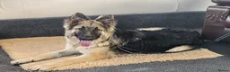 German Shepherd dogs for sale: 8 months old long haired German Shepherd  in Hereford - Advert 2