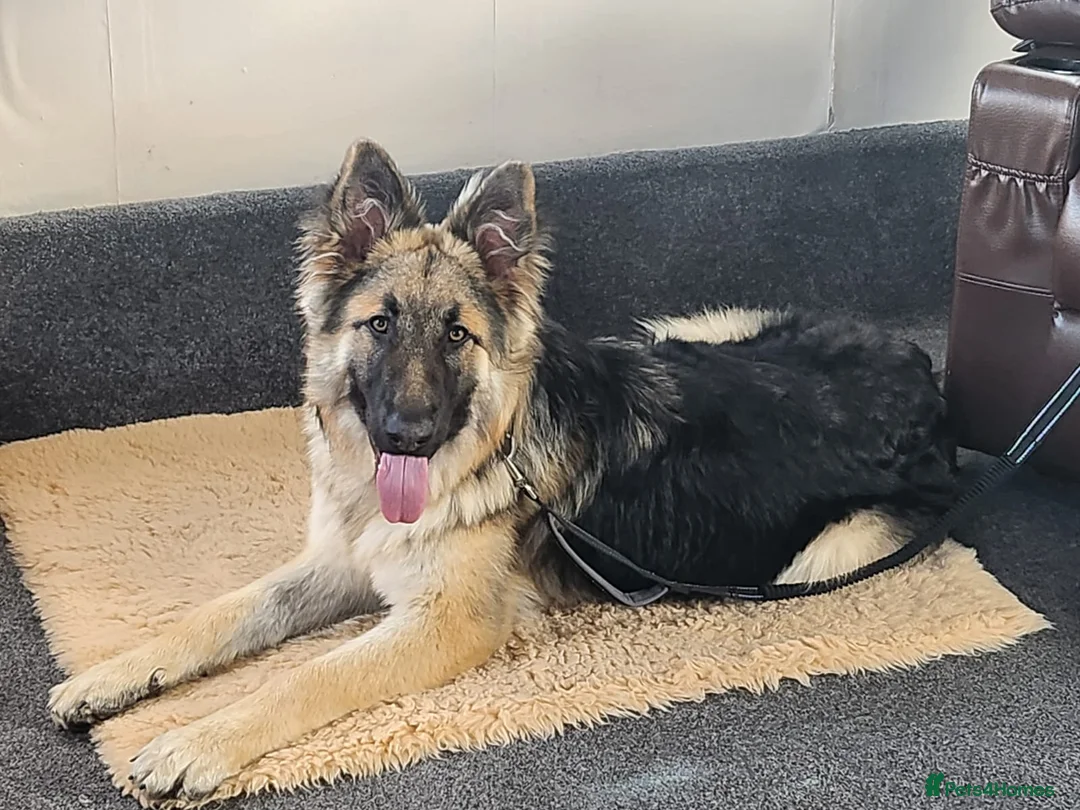German Shepherd dogs for sale: 8 months old long haired German Shepherd  in Hereford - Advert 2
