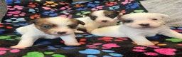 Jack Russell dogs for sale: Stunning jack Russel pups  - Advert 10