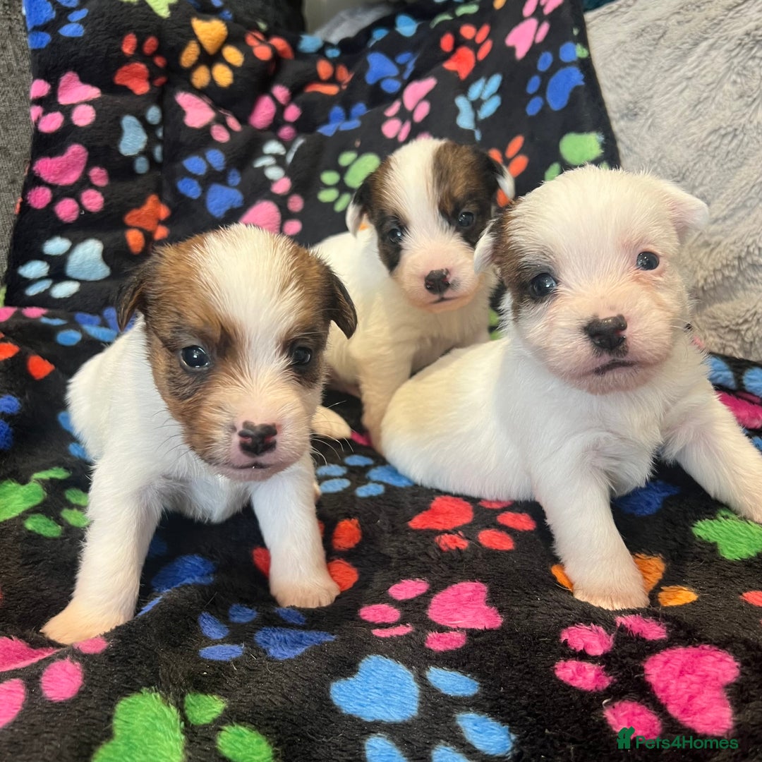 Jack Russell dogs for sale: Stunning jack Russel pups  - Advert 10