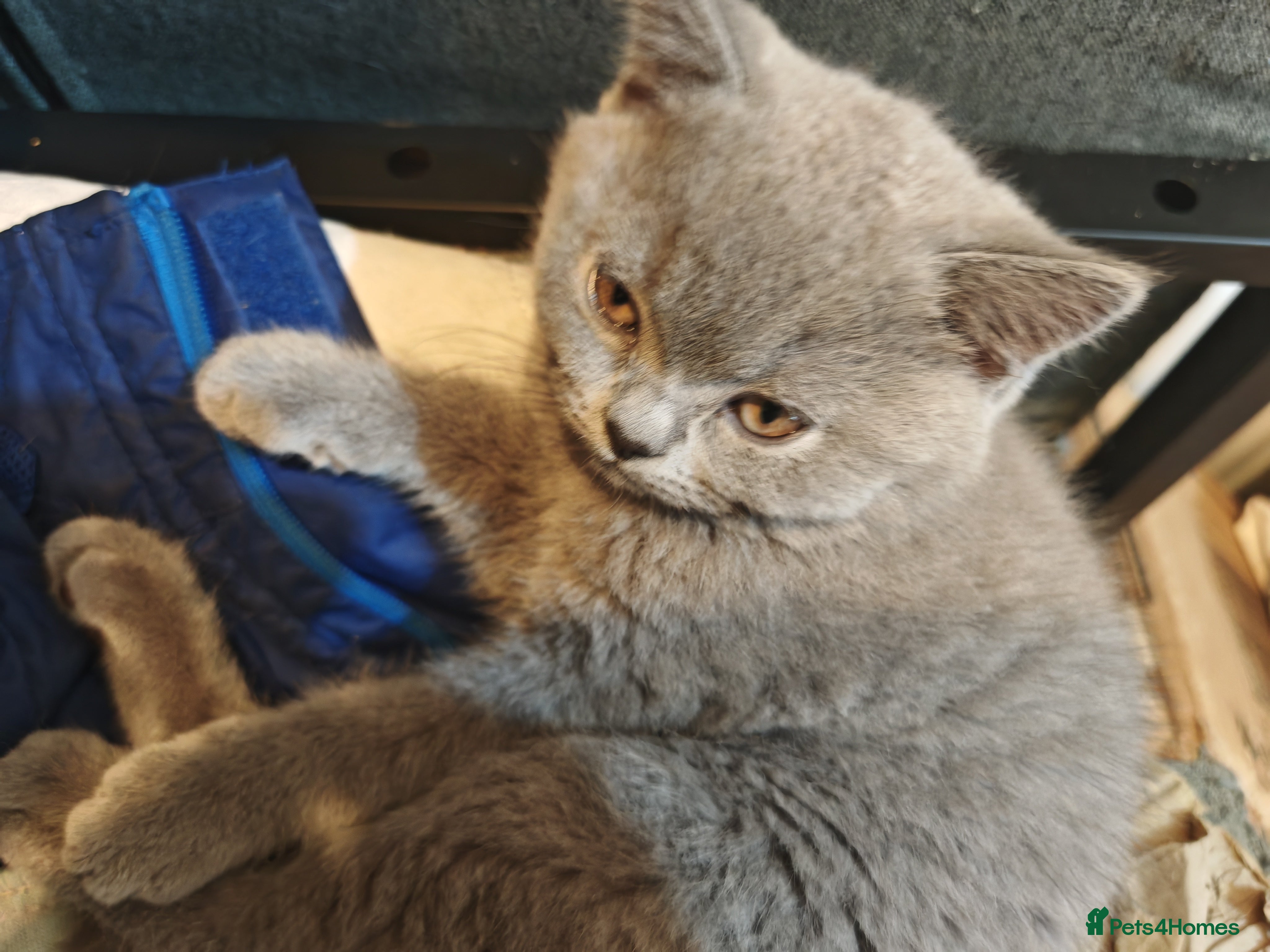 British Shorthair cats for sale: For sale Kittens ready  in Wakefield - Advert 3