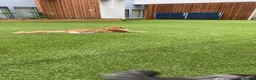 Maine Coon cats for sale: Beautiful Male Maine Coon – Luca - Advert 11