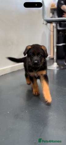 German Shepherd dogs - Advert 15