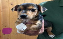 Jack Russell dogs for sale: Stunning tri coloured Jack Russell puppies - Image 3
