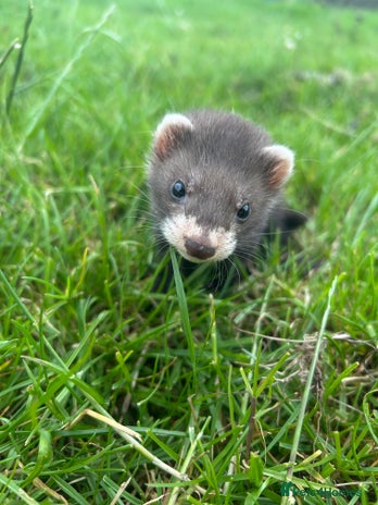 Ferret rodents - Advert 7