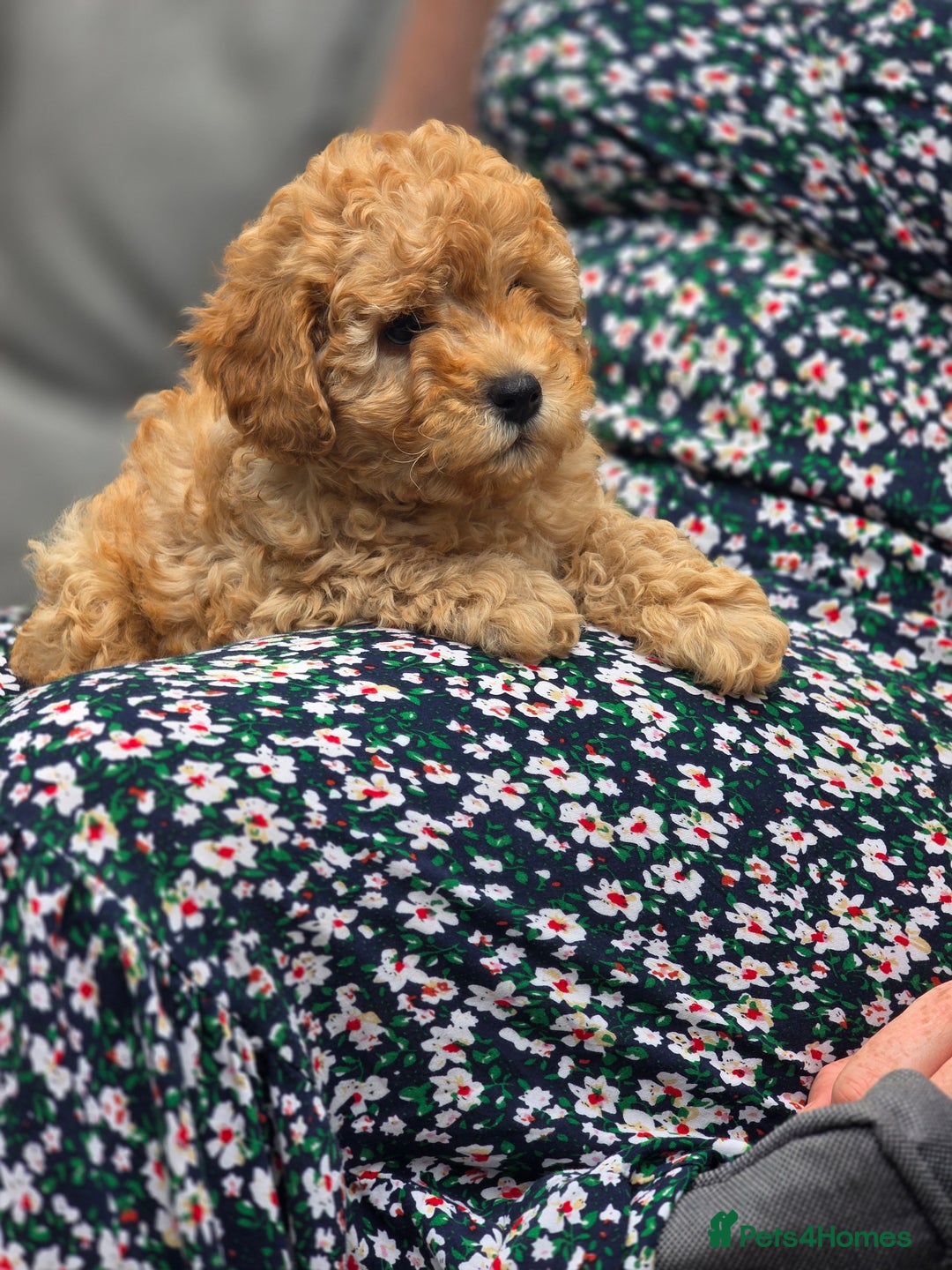 Cavapoo dogs for sale: F1b Toy Cavapoo Puppy last little Girl - Image 5