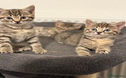 Mixed Breed cats for sale: 4 beautiful tabby kittens for sale  - Image 10