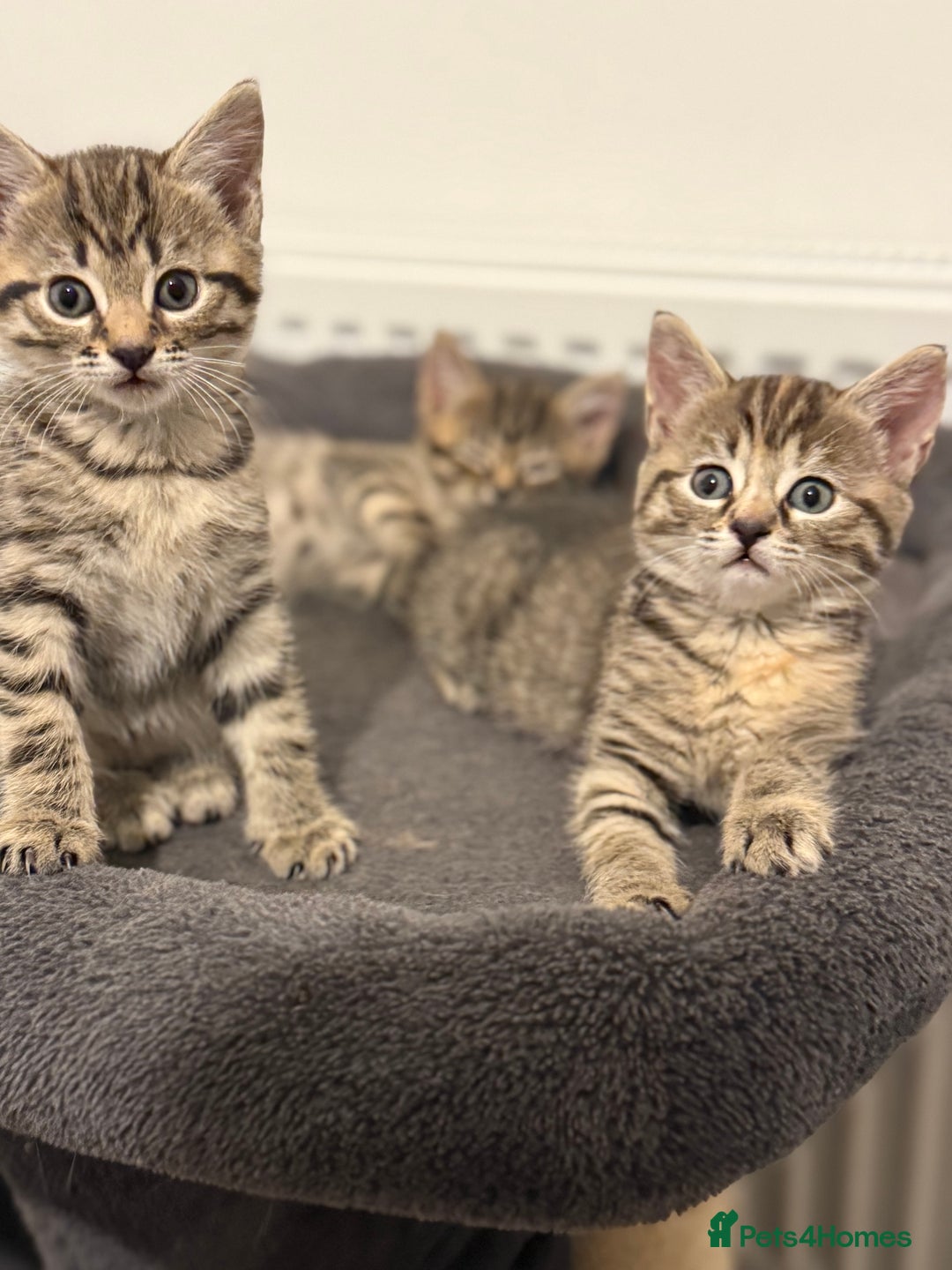 Mixed Breed cats for sale: 4 beautiful tabby kittens for sale  - Image 10