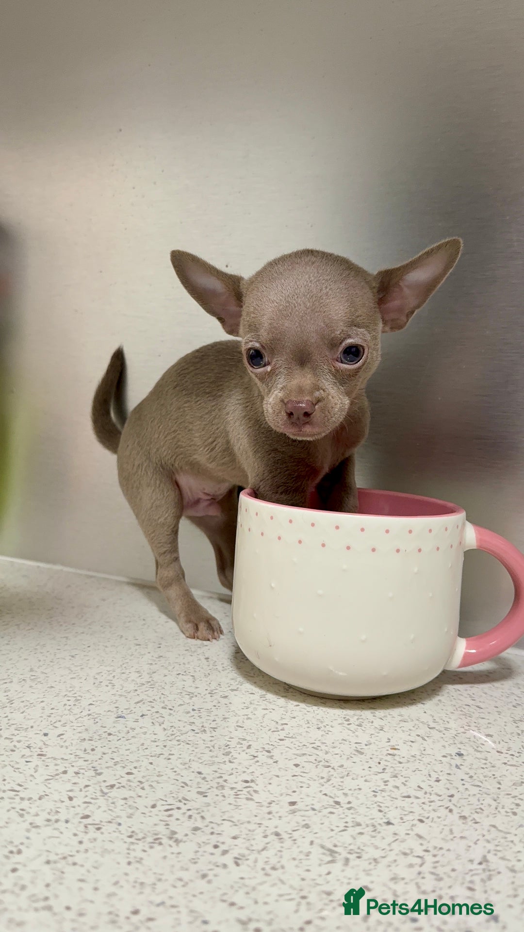 Chihuahua dogs for sale: Three Boy Chihuahuas | Lilac & Blue | Ready - Advert 9