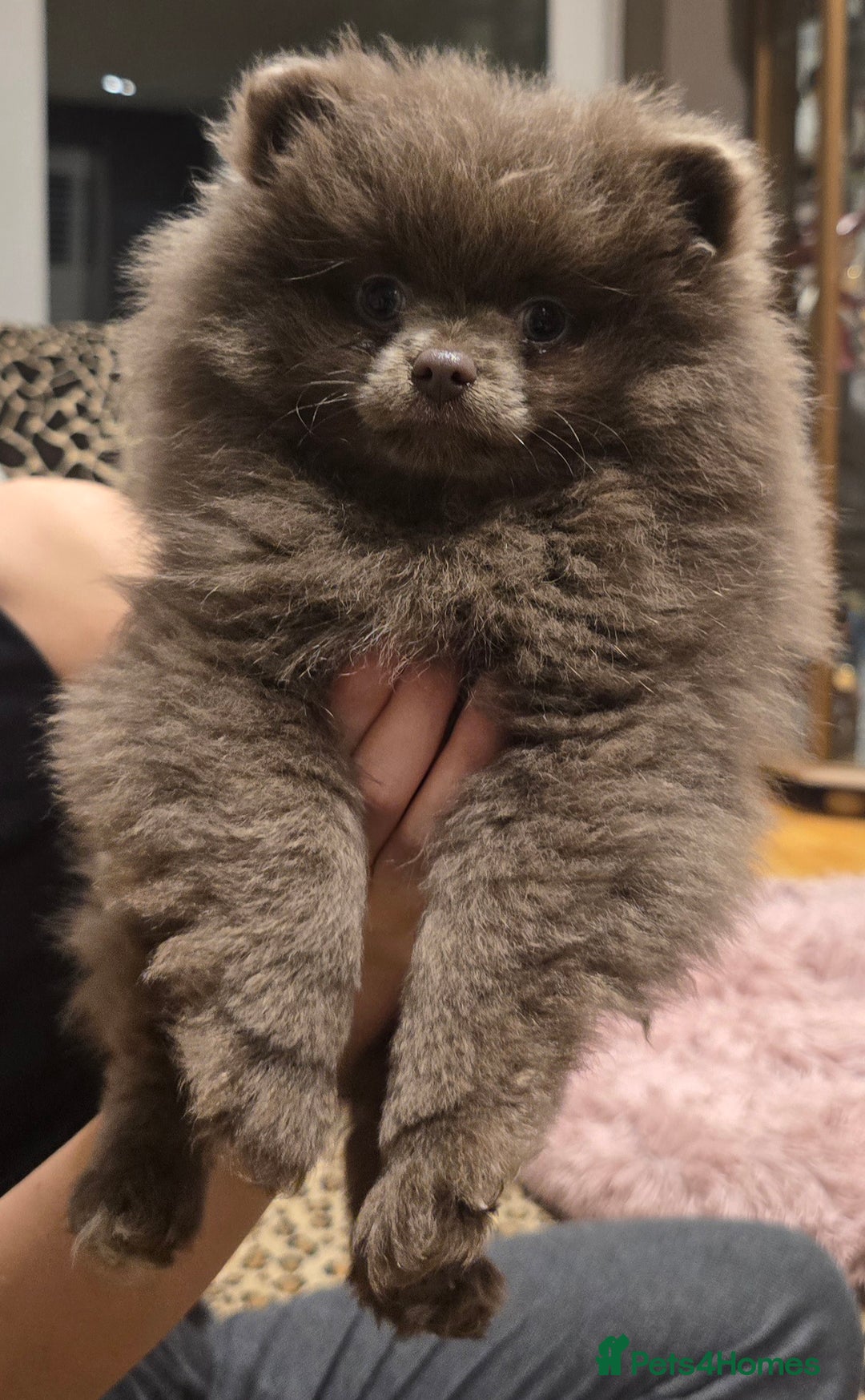 Pomeranian dogs for sale: Stunningly beautiful Pomeranian babies - Advert 11