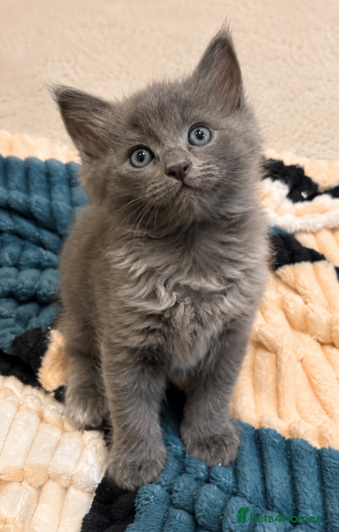 Mixed Breed cats for sale: Beautiful half ragdoll kittens 💖 - Advert 8