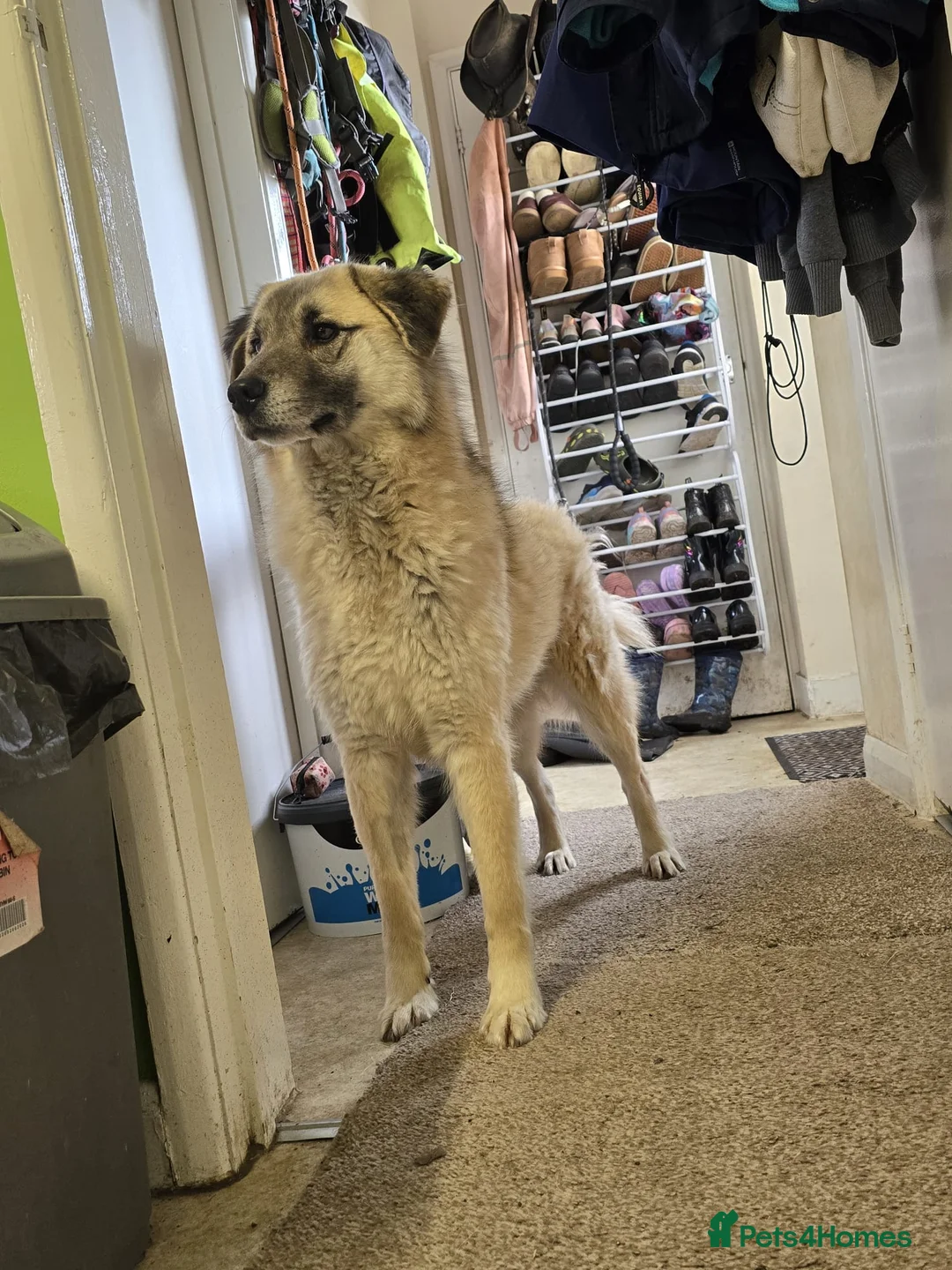 Mixed Breed dogs for sale: Handsome Adar - Advert 2