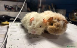 Guinea Pig rodents for sale: 2 baby Guinea pigs for sale  - Image 3