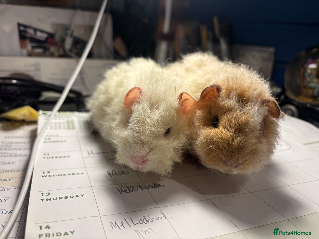 Guinea Pig rodents for sale: 2 baby Guinea pigs for sale  - Image 3