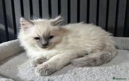 Ragdoll cats for sale: ragdoll kittens - Image 7