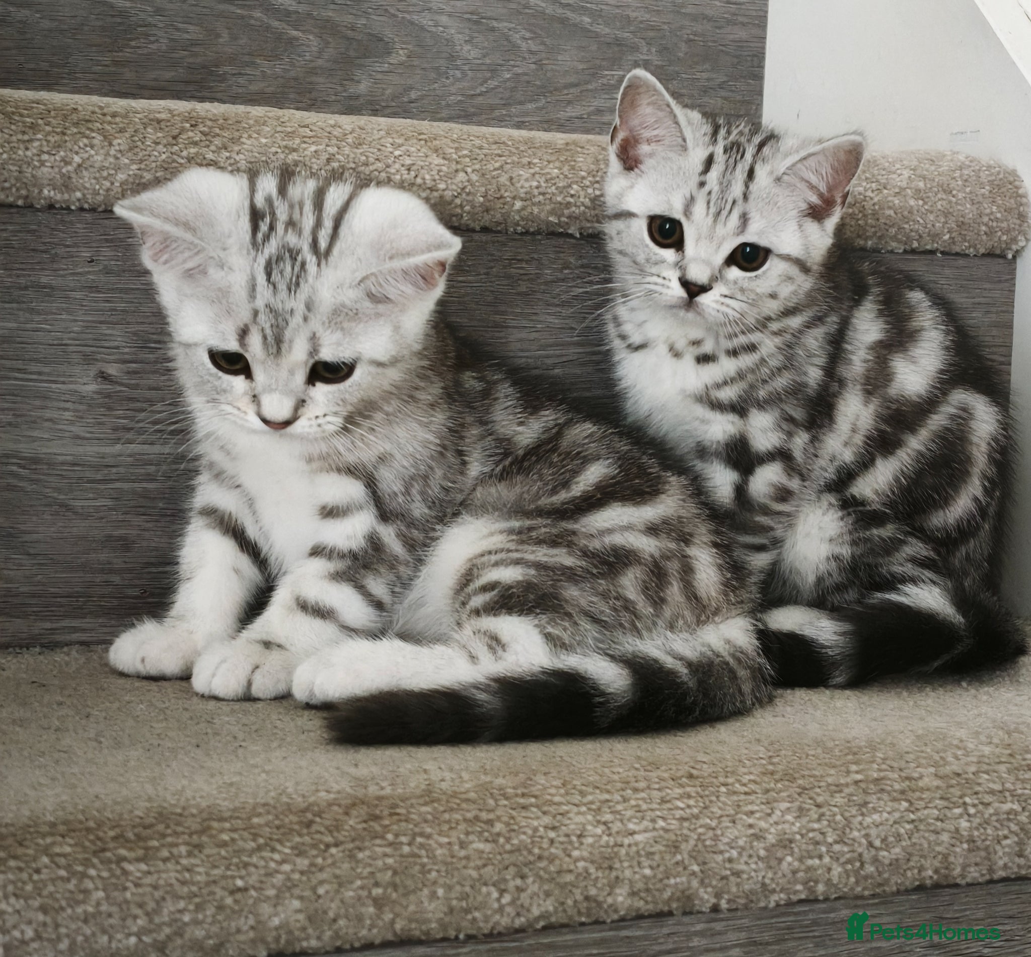 Scottish Fold cats Only 2 Beautiful Scottish Straight Kittens Left! - Advert 2