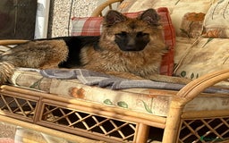 German Shepherd dogs for sale: German Shepard bitch - Image 3