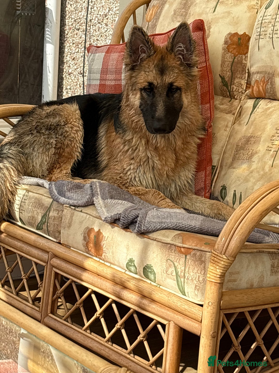 German Shepherd dogs for sale: German Shepard bitch - Image 3