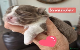 Shih Tzu dogs for sale: KC IMPERIAL SHISH TZU - Image 8