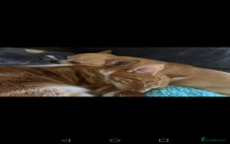 Mixed Breed cats for sale: Ginger neutered males for new home - Image 5
