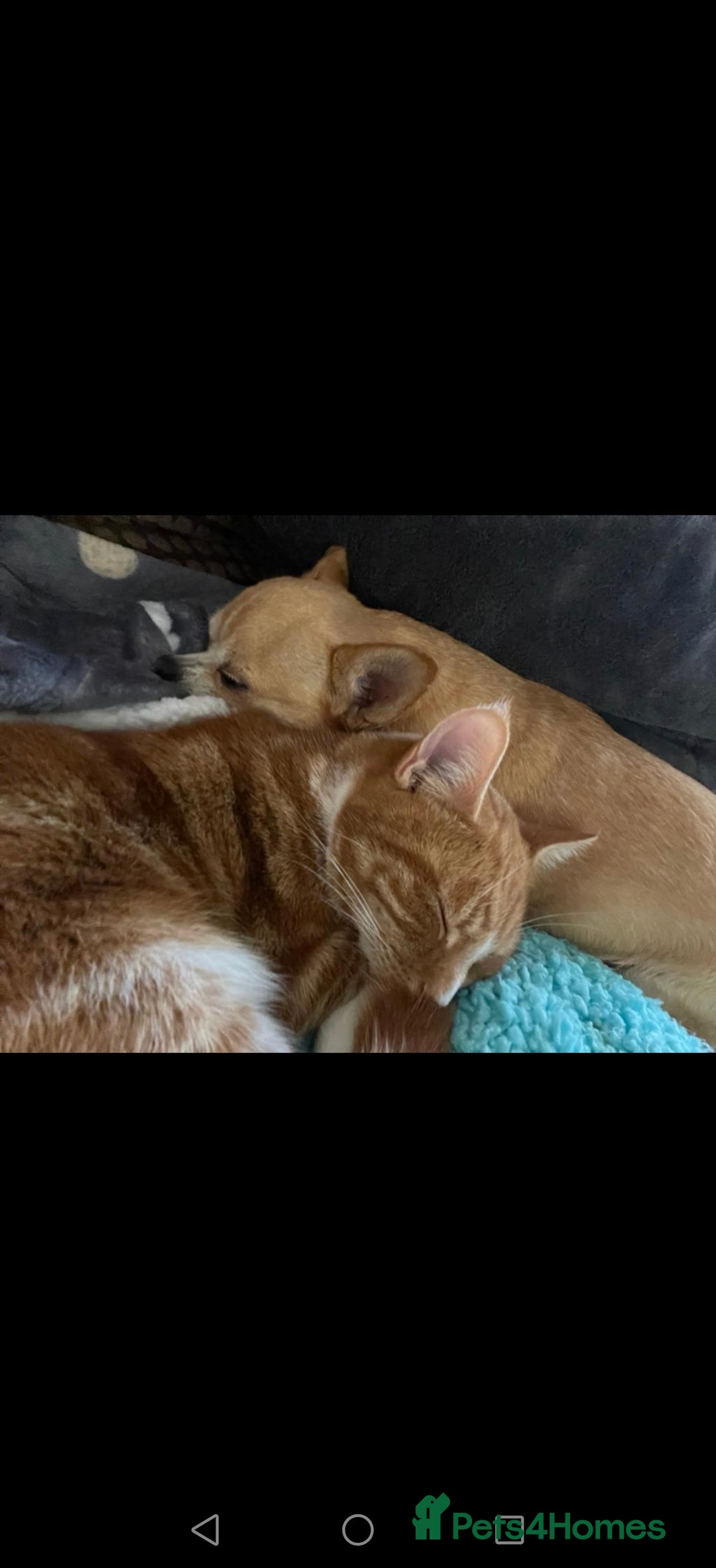 Mixed Breed cats for sale: Ginger neutered males for new home - Image 5
