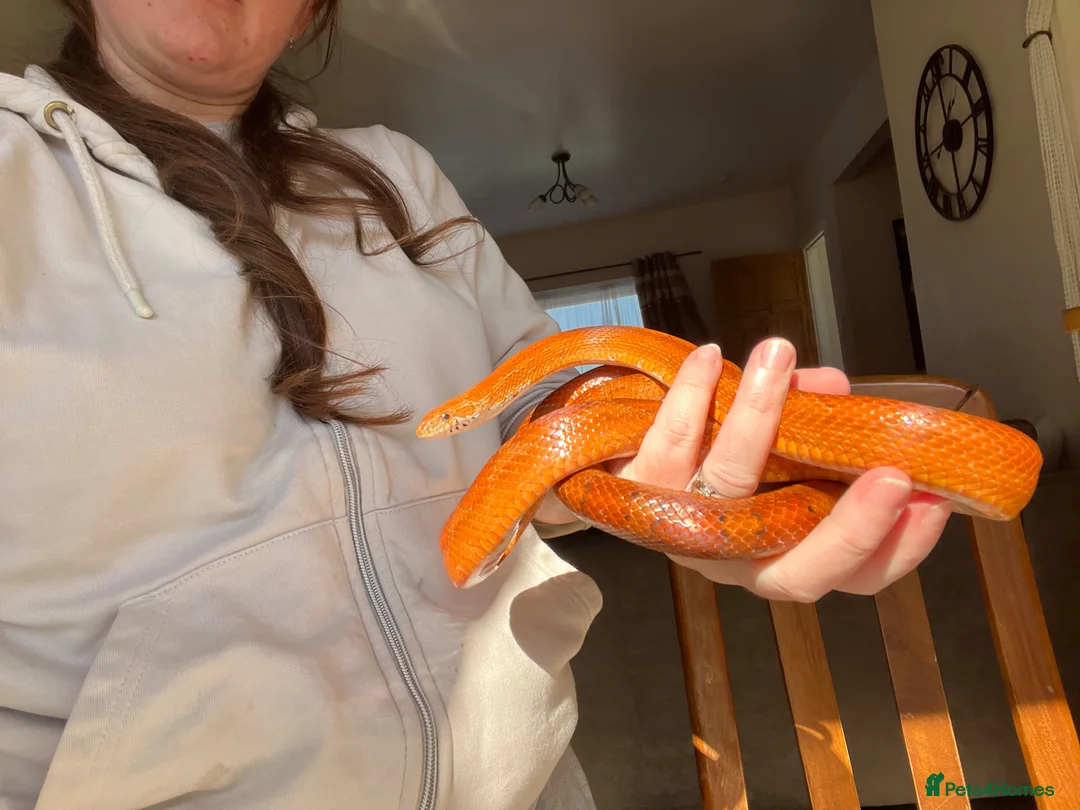 Corn Snake reptiles for sale: Hypo blood red corn snake female in Plymouth - Advert 2