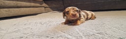 Miniature Dachshund dogs for sale: NICE PUPPPIES MINI DACHSHUND  - Advert 2
