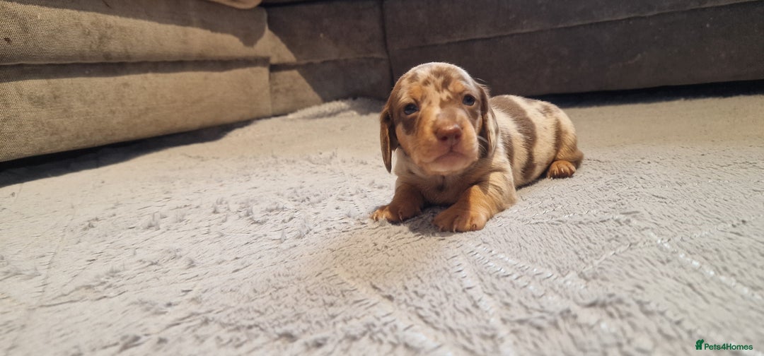 Miniature Dachshund dogs for sale: NICE PUPPPIES MINI DACHSHUND  - Advert 2