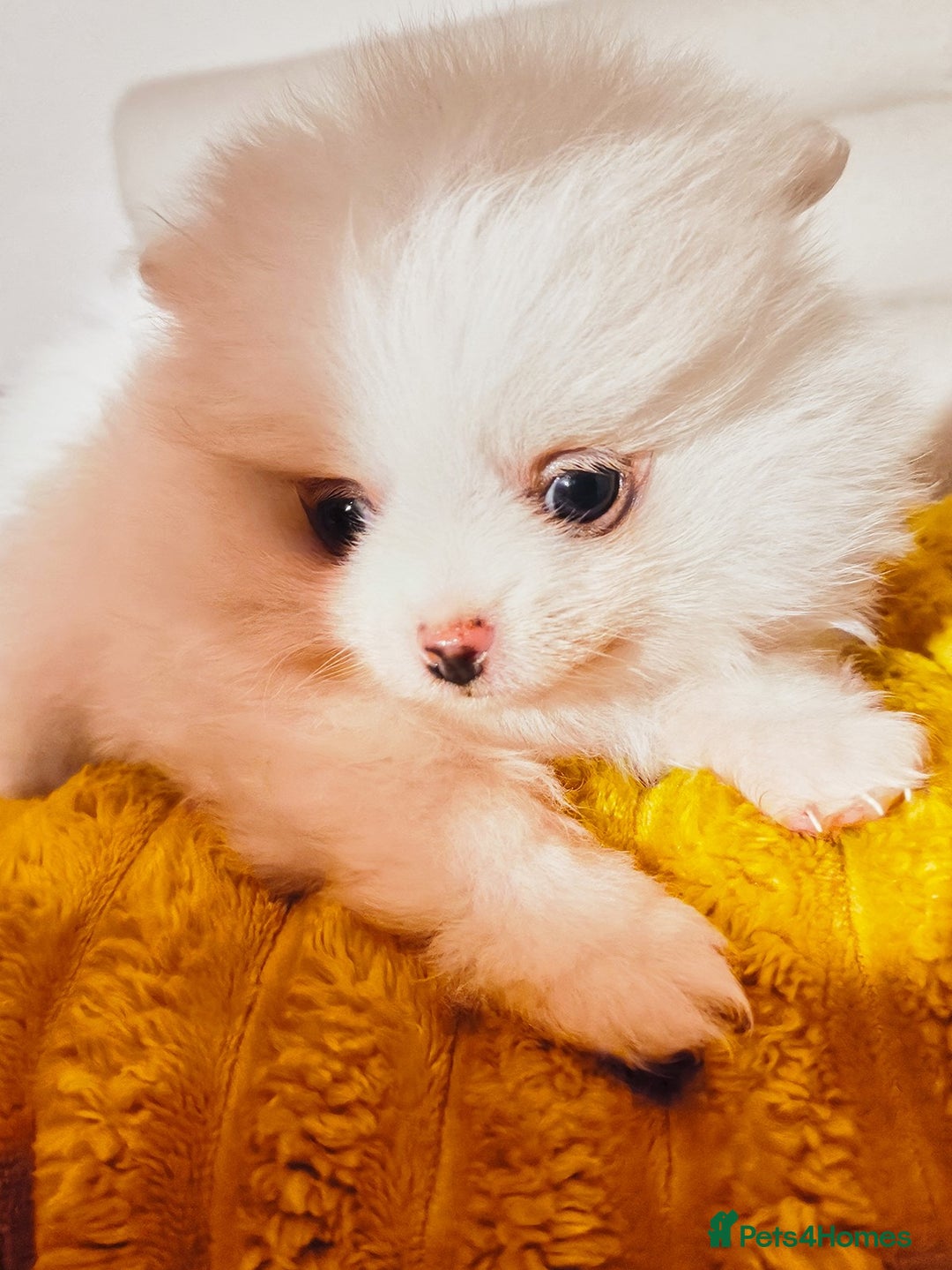 Pomeranian dogs for sale: 1 girl left - white/cream KC Pomeranian puppies  - Advert 21
