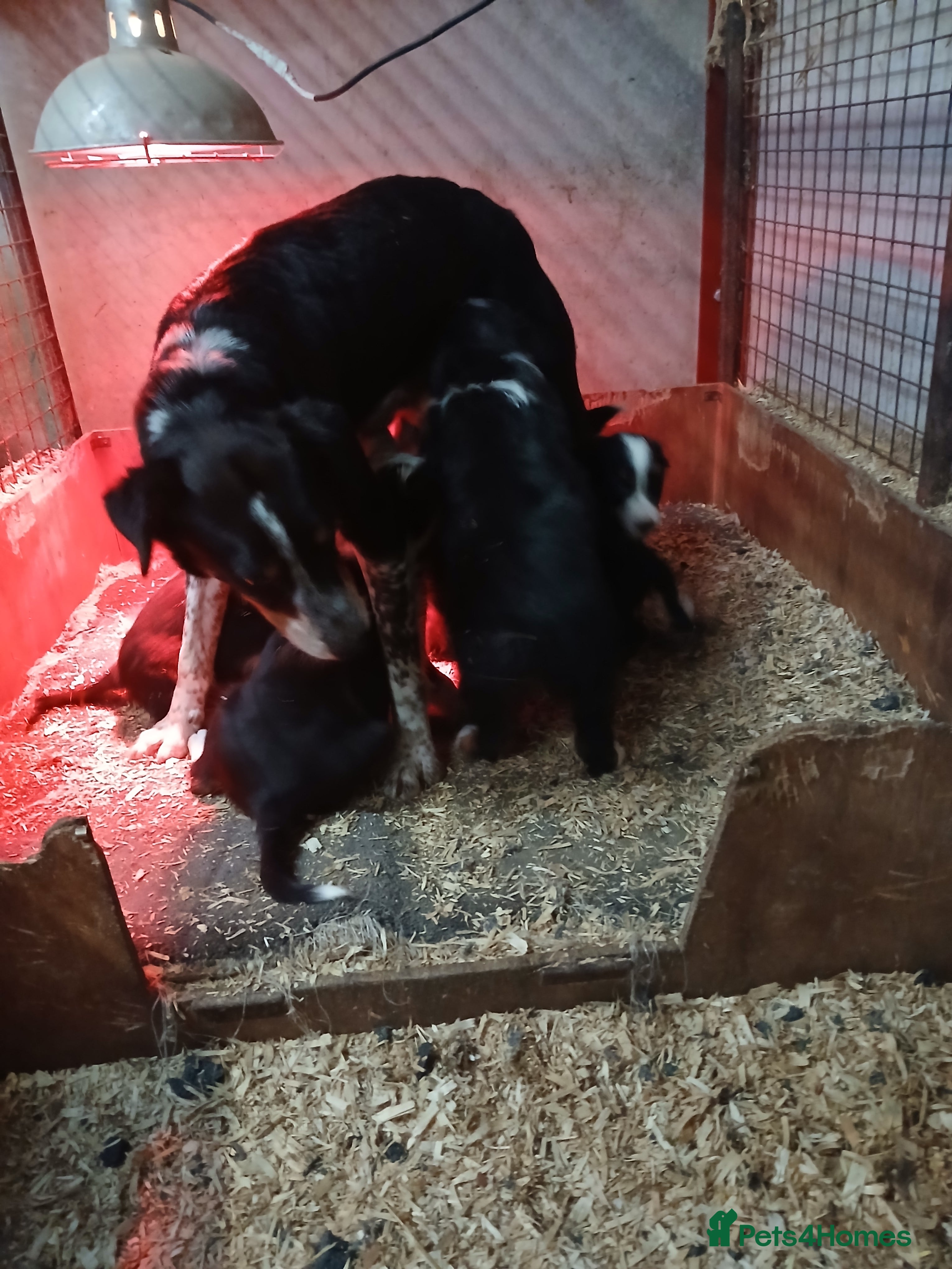 Border Collie dogs Tri Coloured Collie Pups - Advert 1