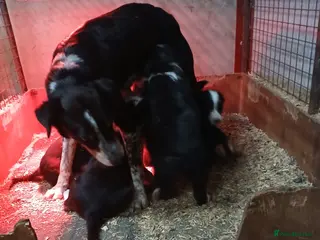 Border Collie dogs Tri Coloured Collie Pups - Advert 3