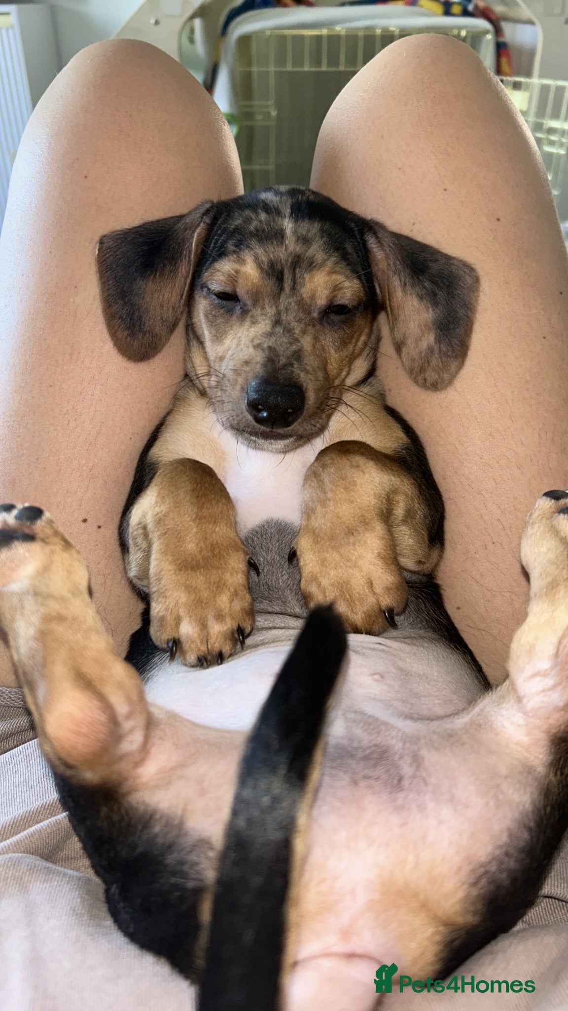 Dachshund dogs Male merle Dachshund 3 months old  - Advert 6
