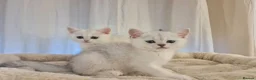 British Shorthair cats for sale: BRITISH SHORTHAIR KITTEN BLUE EYES  - Advert 2