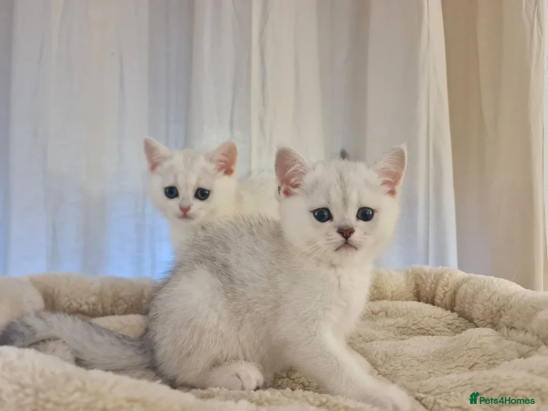 British Shorthair cats for sale: BRITISH SHORTHAIR KITTEN BLUE EYES  - Advert 2