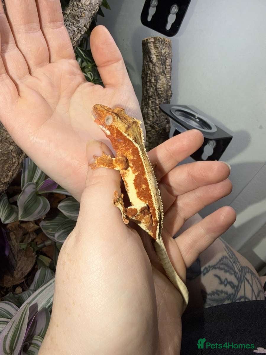 Gecko reptiles Red Lilly white crested gecko with full setup - Advert 1