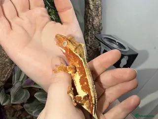 Gecko reptiles Red Lilly white crested gecko with full setup - Advert 1