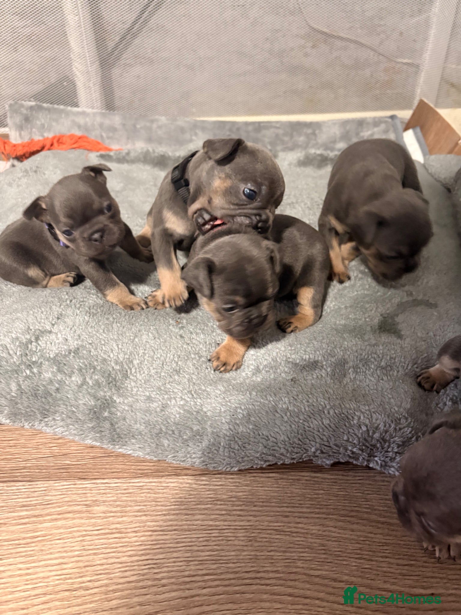 French Bulldog dogs Beautiful healthy french bulldogs  - Advert 15