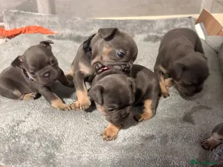 French Bulldog dogs Beautiful healthy french bulldogs - Advert 15