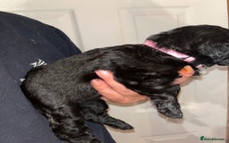 Cockapoo dogs for sale: 💫✨🐶🐾Gorgeous F1B Cockapoos🐾🐶✨💫 - Image 9