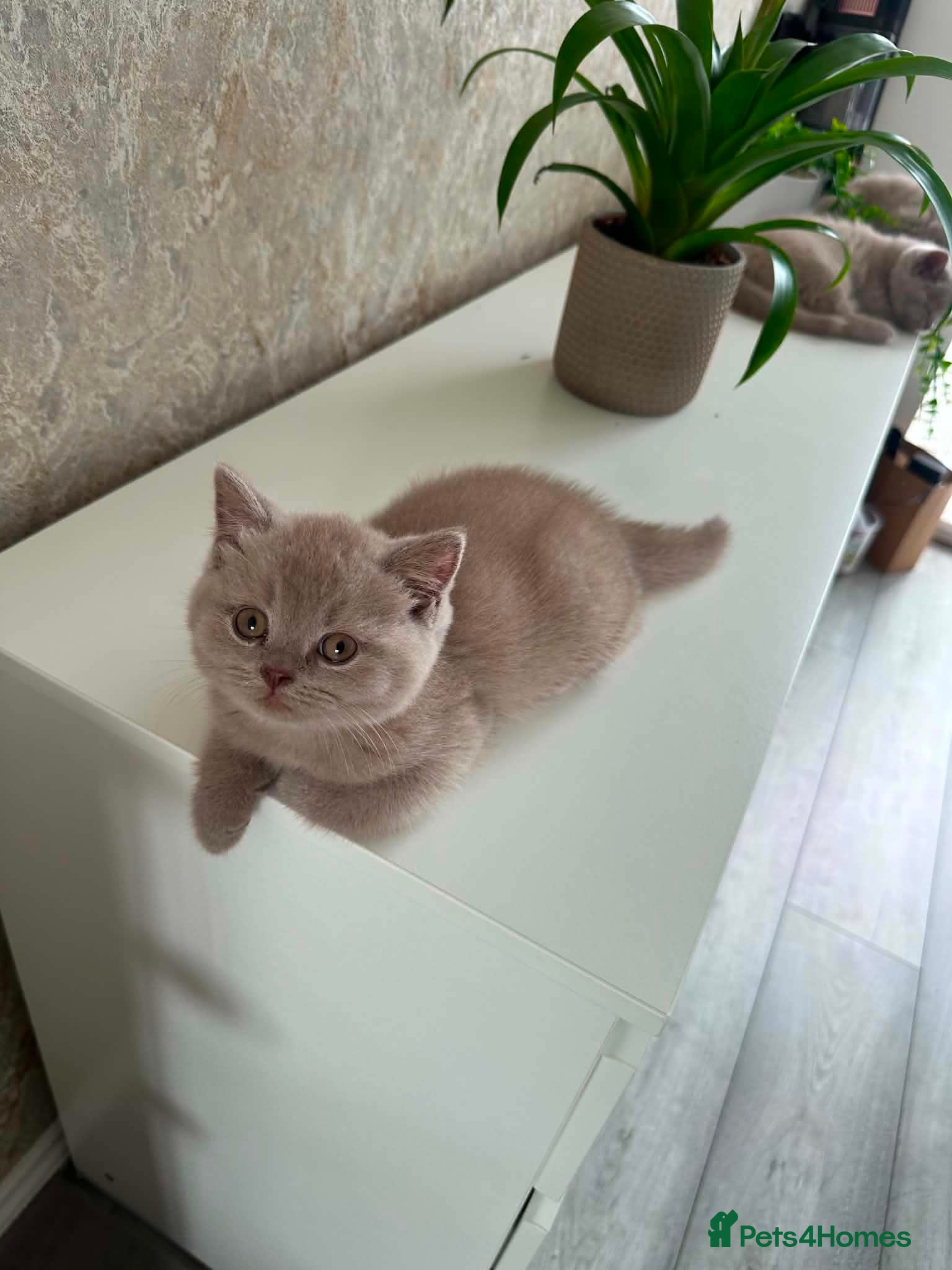 British Shorthair cats Lilac British shorthair GCCF registered - Advert 2
