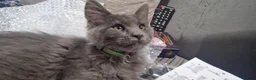 Maine Coon cats for sale: Beautiful Maine Coon kittens - Advert 27