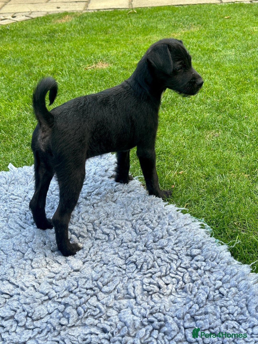 Patterjack dogs for sale:  🐾 Patterdale x Jack Russell Puppies 🐾 - Image 14