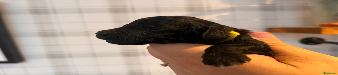 Black with tan points female (miniature) 