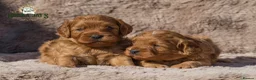 Cavapoo dogs for sale: Donna Jay’s Celebrity K9s   - Advert 2