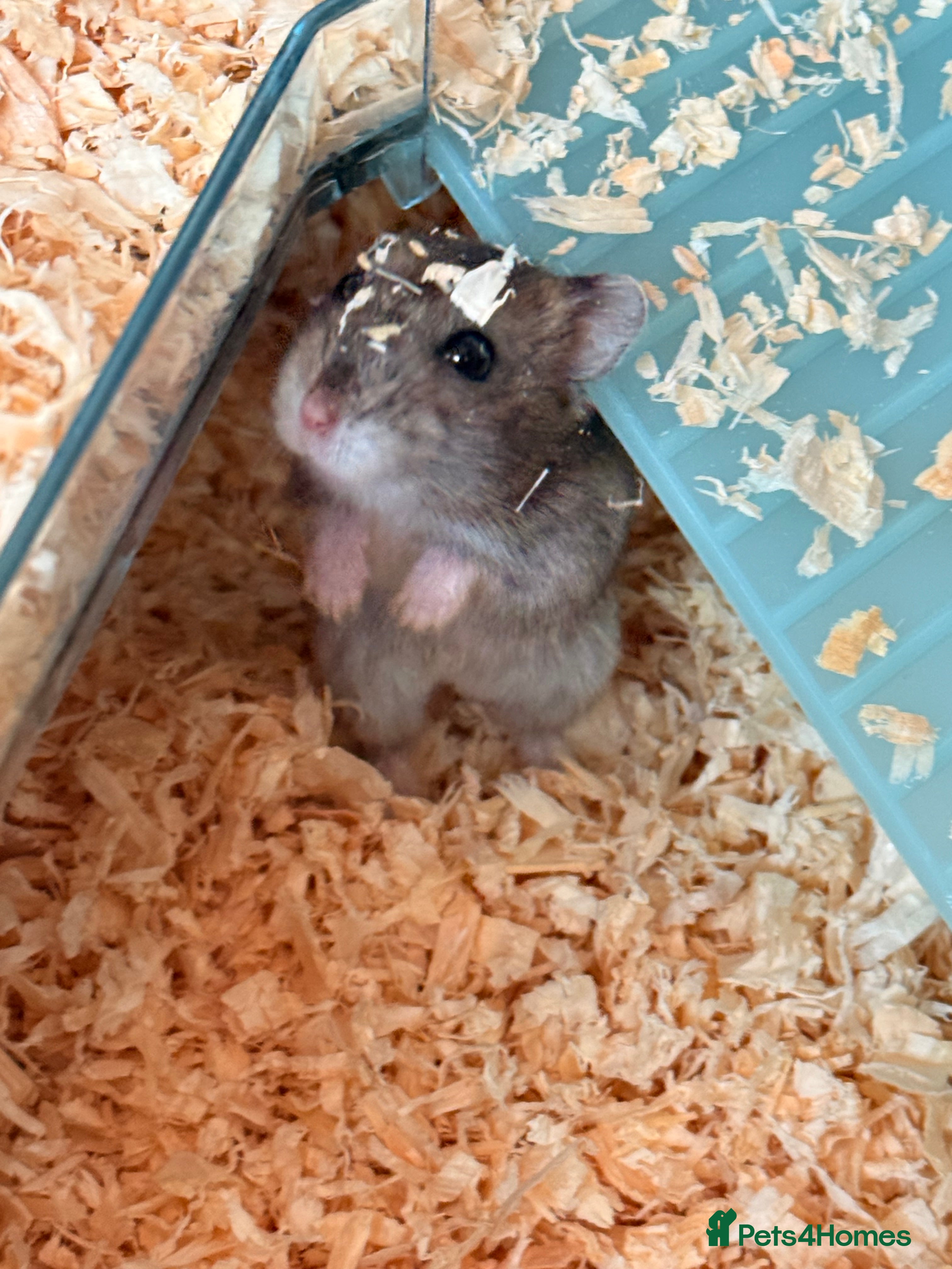 Hamster rodents Baby dwarf hamster - Advert 1