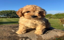 Cavapoo dogs for sale: FULLY HEALTH TESTED RED AND GOLD F1B CAVAPOOS - Image 5