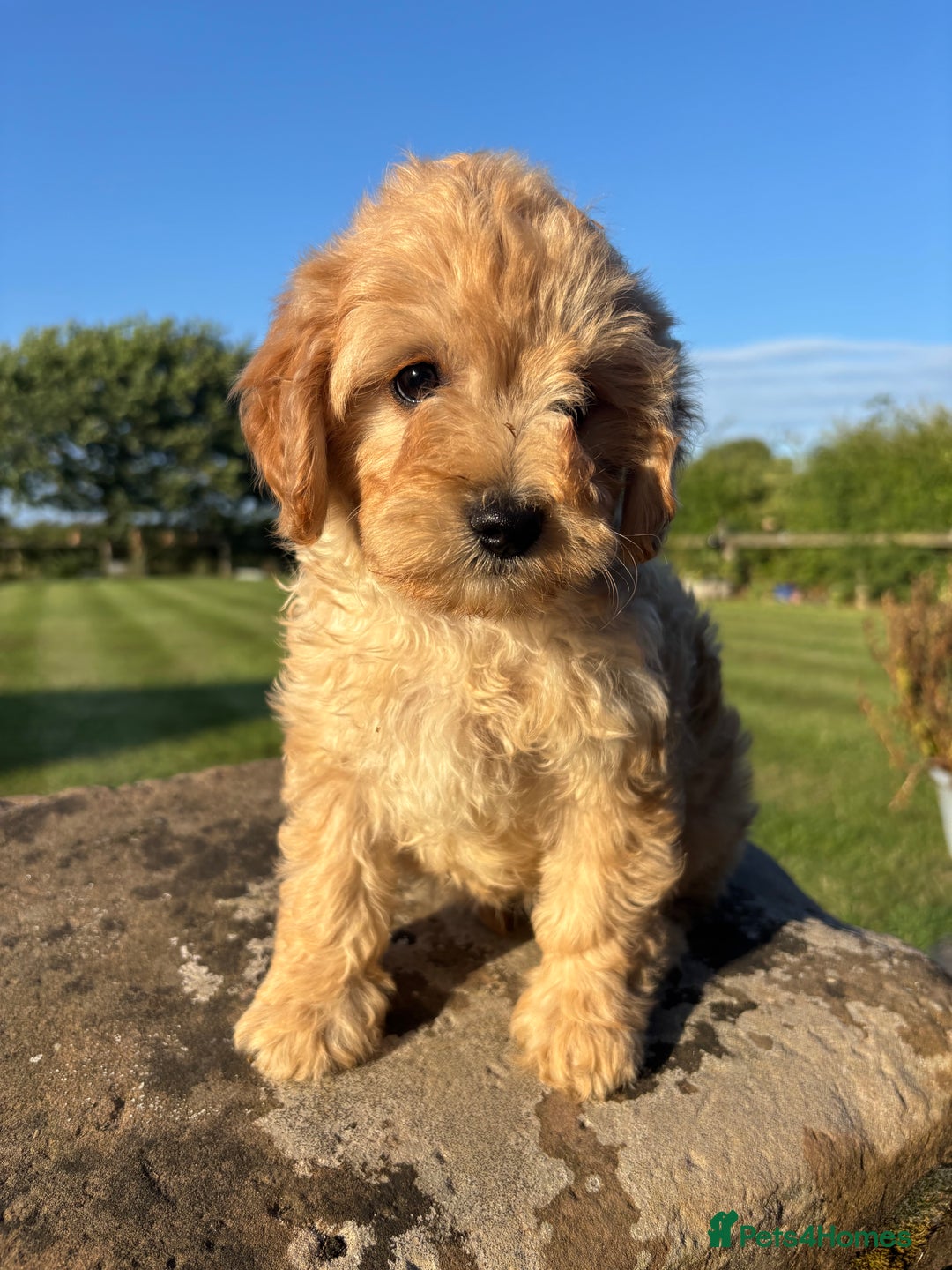 Cavapoo dogs for sale: FULLY HEALTH TESTED RED AND GOLD F1B CAVAPOOS - Image 5