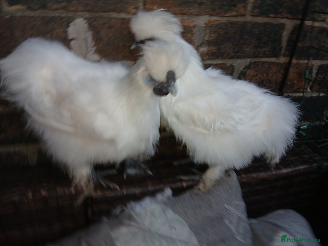 Chickens poultry for sale: Beautiful white silkie chicks  - Image 8